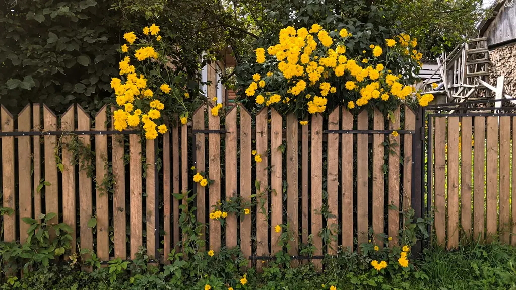 A wood fence with yellow flowers growing over it
